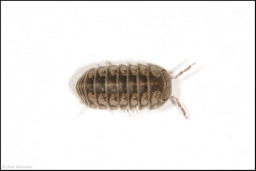 Isopoda d''Israele - Armadillo officinalis